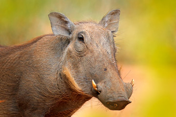 Common warthog, brown wild pig with tusk. Close-up detail of animal in nature habitat. Wildlife nature on African Safari, Kruger National Park, South Africa.