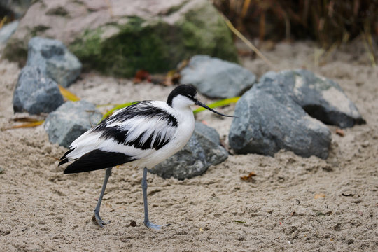 Full body of Pied Avocet (Recurvirostra avosetta) black and white waterbird