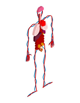 Human anatomy body isometric. Internal organs 3D. Organ systems of body. Heart and kidneys. Brain and stomach. Blood vessels