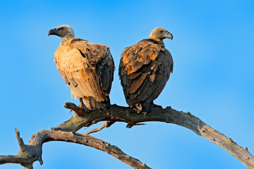 Cape griffon vulture, Gyps coprotheres, two birds of prey sitting on the tree branch with blue sky. Wildlife scene from nature, Okavango delta, Moremi, Botswana in Africa. Vulture in the nature habita