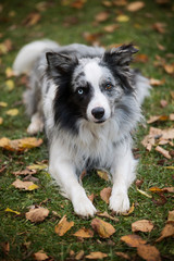 Adult border collie lying in a meadow with autumn leaves and looking to the camera