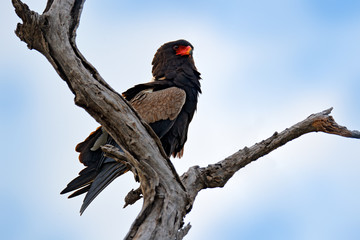 Bateleur Eagle, Terathopius ecaudatus, brown and black bird of prey in the nature habitat, sitting on the branch, Kenya, Africa. Wildlife scene fromnature.