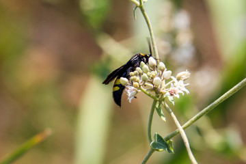 Wespe, Hornisse auf einer Pflanze