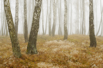 Foggy morning in autumn .