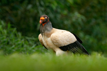 King vulture, Costa Rica, large bird found in South America. Wildlife scene from tropic nature. Condor with red head.