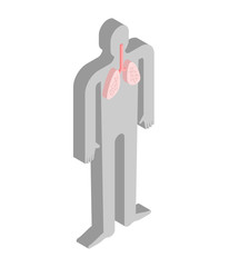 Lungs isometric anatomy of human body. Internal organs 3D. organ systems body