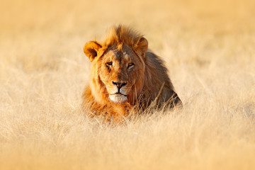 Big old mane lion in the grass, face portrait of danger animal.  Wildlife scene from nature. Animal...