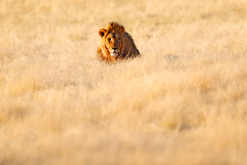 Obraz premium Big old mane lion in the grass, face portrait of danger animal. Wildlife scene from nature. Animal in the habitat, beautiful evening light, Etosha NP, Namibia, Africa. Animal on the meadow.