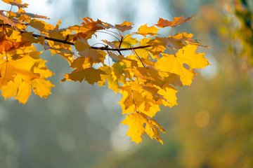 Naklejka na ściany i meble Tree branches with yellow autumn leaves