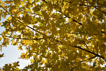 Maples leaves with blue sky and branches