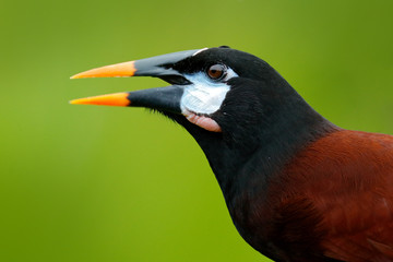 Montezuma Oropendola, Psarocolius montezuma, portrait of exotic bird from Costa Rica, brown with black head and orange bill, clear green background. Wildlife scene from nature.