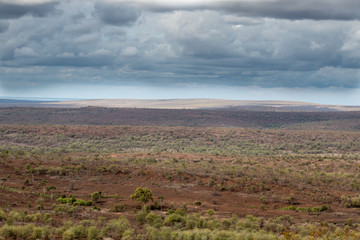 Fototapeta premium Savanne Krüger Nationalpark