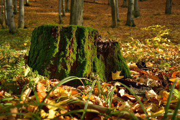 Very old stump covered by moss in the forest