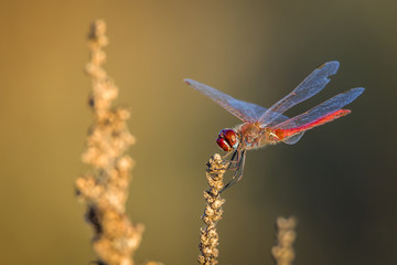Red dragonfly