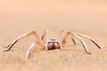 Golden wheel spider, Carparachne aureoflava, dancing white lady in the sand dune. Poison animal from Namib desert in Namibia. Travelling in Africa with dangerous spider. © ondrejprosicky