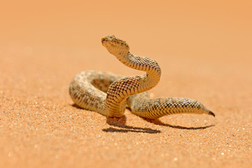 Naklejka premium Bitis peringueyi, żmija Péringueya, jadowity wąż z pustyni Namibii. Mała żmija w środowisku naturalnym, Park Namib-Naukluft w Afryce. Scena dzikiej przyrody z natury, zachowanie gadów, słoneczny dzień.