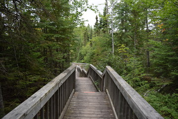 Forest Walkway