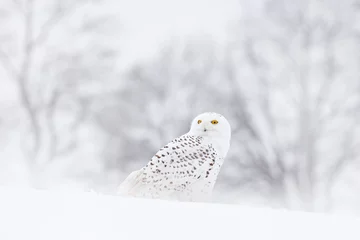 Papier Peint photo Hibou Harfang des neiges assis sur la neige dans l& 39 habitat. Hiver froid avec oiseau blanc. Scène de la faune de la nature, Manitoba, Canada. Hibou sur le pré blanc, comportement animal.