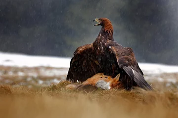 Fototapete Adler Steinadler, der sich bei Regen und Schneefall von getöteten Rotfüchsen im Wald ernährt. Vogelverhalten in der Natur. Fütterungsszene mit großem Raubvogel, Adler mit Fang, Polen, Europa.