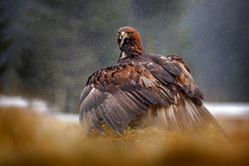 Steenarend voedt zich met gedode Red Fox in het bos tijdens regen en sneeuwval. Vogelgedrag in de natuur. Voedende scène met grote roofvogel, adelaar met vangst, Polen, Europa.