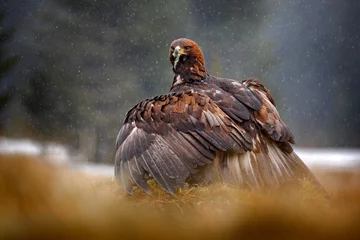 Zelfklevend Fotobehang Arend Steenarend voedt zich met gedode Red Fox in het bos tijdens regen en sneeuwval. Vogelgedrag in de natuur. Voedende scène met grote roofvogel, adelaar met vangst, Polen, Europa.