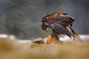 Aigle royal se nourrissant de renard roux tué dans la forêt pendant la pluie et les chutes de neige. Comportement des oiseaux dans la nature. Scène d& 39 alimentation avec grand oiseau de proie, aigle avec prise, Pologne, Europe.