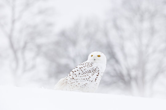 Snowy Owl Sitting On The Snow In The Habitat. Cold Winter With White Bird. Wildlife Scene From Nature, Manitoba, Canada. Owl On The White Meadow, Animal Bahavior.