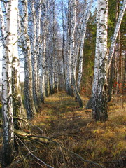 Track between birches