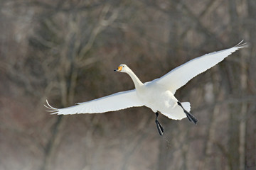 Whooper Swan, Cygnus cygnus, with dark forest in background, Hokkaido, Japan. Action wildlife scene from winter. Flying white bird, open white wings.