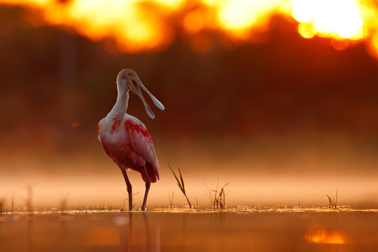 Beautiful sunrise with bird, Platalea ajaja, Roseate Spoonbill, in the water sun backlight, detail portrait of bird with long flat bill, Pantanal, Brazil. Animal in foggy nature, morning sunset.