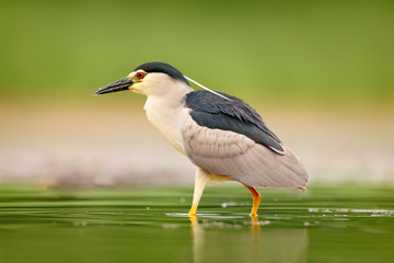 Night heron, Nycticorax nycticorax, grey water bird sitting in the water, Hungary. Wildlife scene from nature. Bird in the water.
