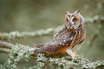 Long-eared Owl sitting on branch in fallen larch forest during autumn. Owl in nature wood nature habitat. Bird sitting on the tree, long ears. Owl hunting, Sweden wildlife