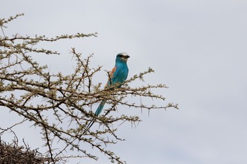 Abyssinian roller (Coracias abyssinicus)