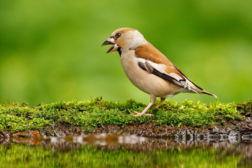 Beautiful songbird, Hawfinch, in water mirror, brown songbird sitting in the water, nice lichen tree branch, bird in the nature habitat, spring - nesting, reflection, mirroring, Germany. Cute bird.