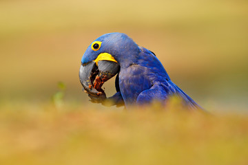 Hyacinth Macaw, Anodorhynchus hyacinthinus, blue parrot. Portrait big blue parrot, Pantanal, Brazil, South America. Beautiful rare bird in the nature habitat. Wildlife Brazil, macaw in wild nature.