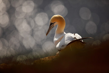 Art view on birds. Northern gannet, detail portrait of sea animnal sitting on the nest in grass,...