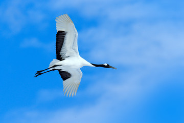 Obraz premium Cold day in the nature, big white bird in flight. Crane, fly in the blue sky with clouds. Wildlife scene from snowy nature. Red-crowned cranes in nature habitat, Hokkaido, Japan.