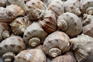 Macro view of seashells