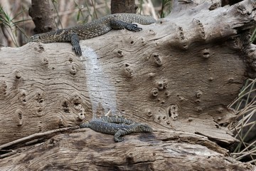 Nile Monitors (Varanus niloticus)