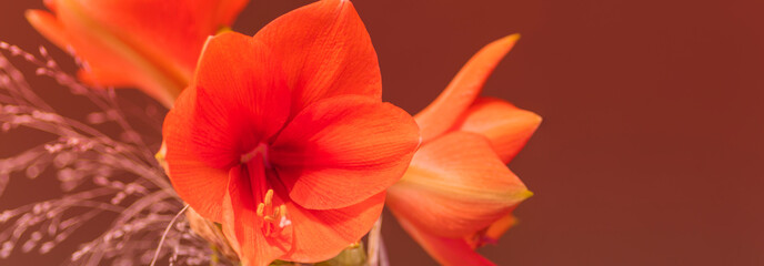 Amaryllis, Blüten, Panorama