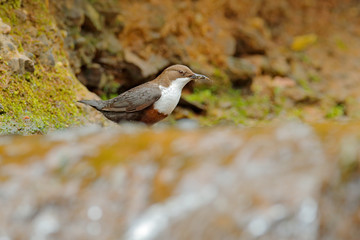 White-throated Dipper, Cinclus cinclus, brown bird with white throat in the river, waterfall in the background, animal behavior in the nature habitat, with food in the bill, nesting time.
