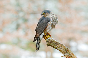 Eurasian sparrowhawk, Accipiter nisus, sitting on the snow in the forest with caught little songbird. Wildlife animal scene from nature. Bird in the winter forest habitat.