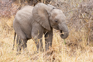 Fototapeta premium Baby African Elephant