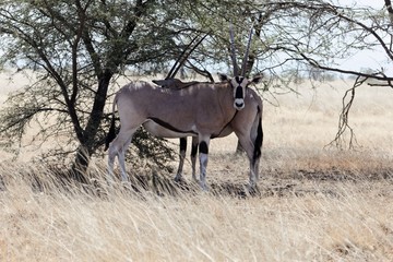 East African oryx (Oryx beisa)