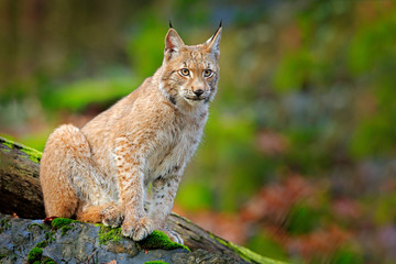 Lynx in the forest. Walking Eurasian wild cat on green mossy stone, green trees in background. Wild cat in nature habitat, Czech, Europe. Wildlife scene from nature. Beautiful fur coat animal.