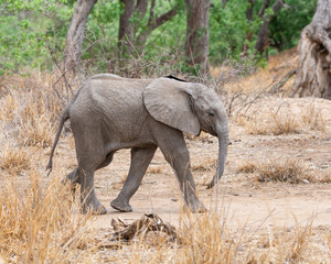 Obraz na płótnie Canvas Baby African Elephant