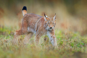 Lynx in the forest. Walking Eurasian wild cat on green mossy stone, green trees in background. Wild cat in nature habitat, Czech, Europe. Wildlife scene from nature. Beautiful fur coat animal.