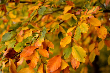 Red, yellow, orange, brown and green colored foliage.