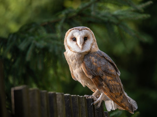Barn owl (Tyto alba) sitting on a wooden fence. Forest in background. Barn owl portrait. Owl sitting on fence. Owl on fence.