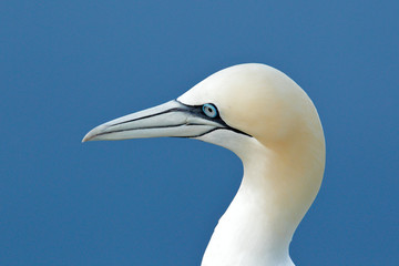 Northern gannet, detail head portrait of sea bird sitting on the nest, with dark blue sea water in the background, Helgoland, Germany. Wildlife scene from nature.